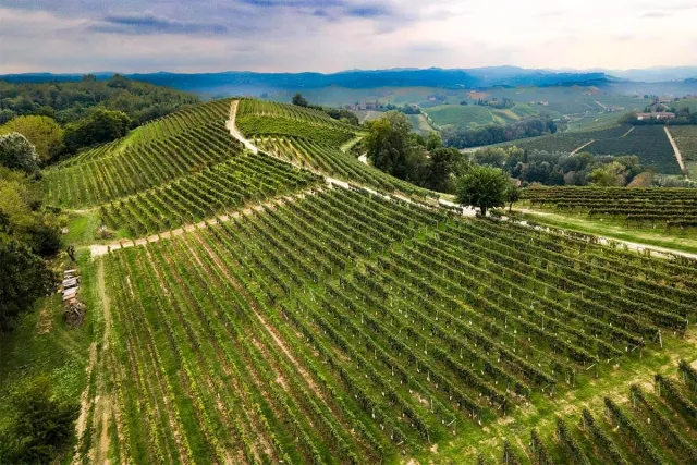 Vinchio Vaglio Timorasso bianco 0,75 l minerale
