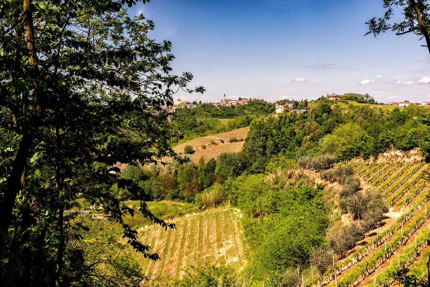Vinchio Vaglio Vigneti Aperti picnic 19/06/21 evento