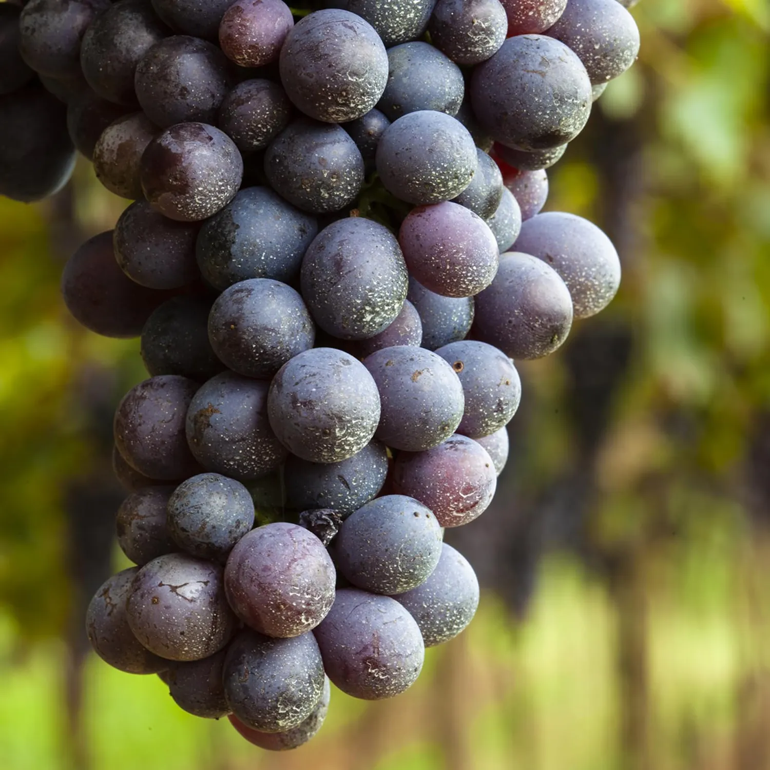 Bottega Prêt-à-Porter Amarone Riserva vino rosso 750 ml pelle