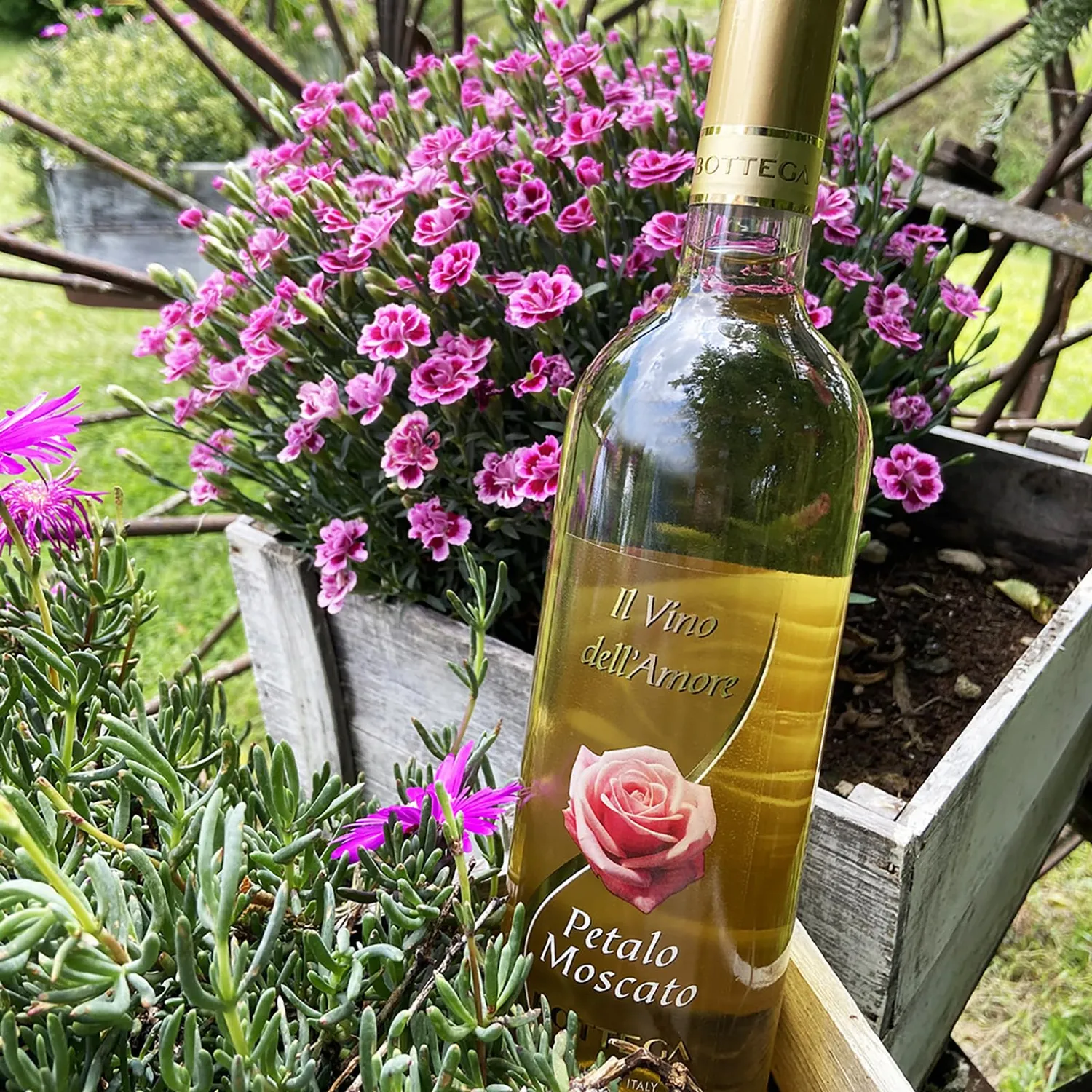 Bottega Moscato fermo dolce 6x750 ml